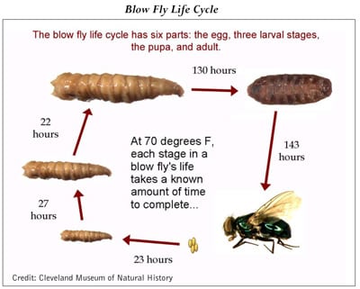Diagram showing maggots from fly eggs