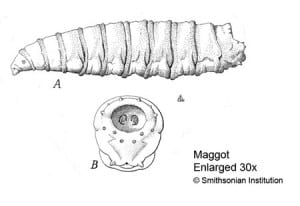 This is an enlarged maggot