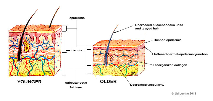 skin histology diagram